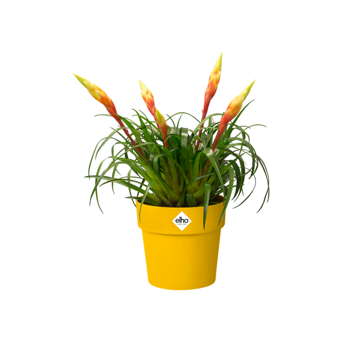 b.for original round mini 9cm ochre